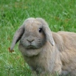 Mini Holland Lop (rabbit) hd photos