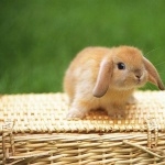 Mini Lop Rabbit free