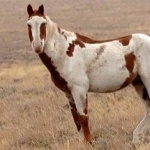 Mustang image