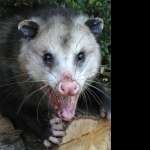Opossum funny