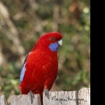 Rosella high definition wallpapers