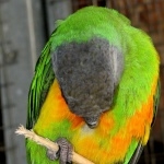 Senegal Parrot hd photos