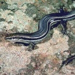 Three Lined Skink wallpapers hd