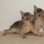 Abyssinian image