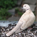 African Collared Dove 1080p