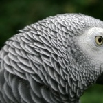 African Grey Parrot download