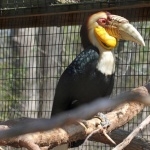 African Pied Hornbill hd