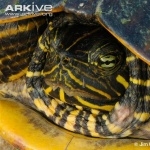 Alabama Red-bellied Turtle pic