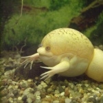 Albino African Clawed Frog high quality wallpapers