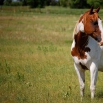 American Paint Horse free