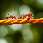 Ants free download