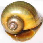 Aquatic Snail pics