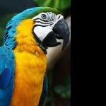 Blue-and-yellow Macaw cute