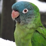 Blue Crown Conure breed