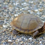 Box Turtle photo