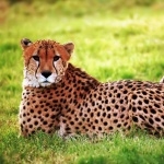 Cheetah pics