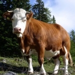 Cow free download