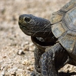 Desert Tortoise images