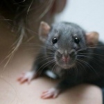 Dumbo Rat new photos