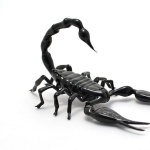 Emperor Scorpion 2016