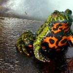 Fire Bellied Toad new wallpaper