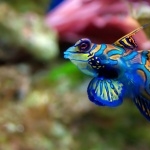 Fish high definition wallpapers
