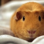 Hamster high quality wallpapers
