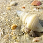 Hermit Crab free wallpapers