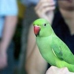 Indian Ringneck new wallpapers