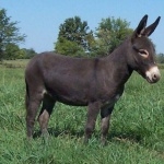 Miniature Donkey hd pics