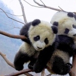 Pandas new photos