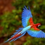 Parrot new wallpapers