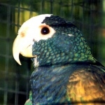Pionus Parrot pic