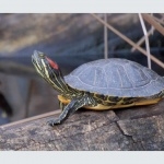 Red-eared Slider Turtle new photos