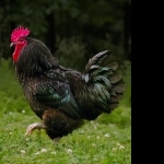 Rhode Island Red Rooster 1080p
