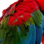 Scarlett Macaw pic
