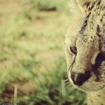 Serval breed