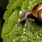 Snail new wallpapers