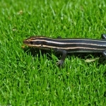 Three Lined Skink images