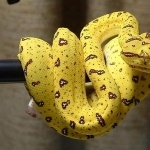 Yellow Anaconda photo
