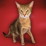 Abyssinian free