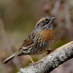 Accentor funny