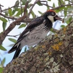 Acorn Woodpecker background