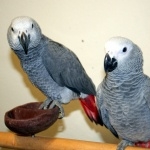 African Grey Parrot new wallpapers