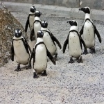 African Penguin wallpaper
