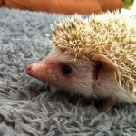 African Pygmy Hedgehog high definition wallpapers