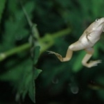 Albino Aquatic Frog hd