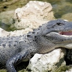 American Alligator desktop wallpaper