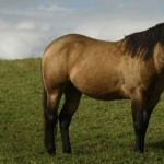 American Quarter Horse widescreen