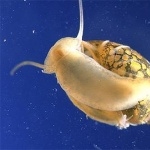 Aquatic Snail funny